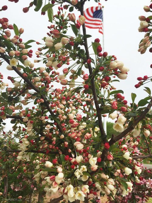 A tree with red and white flowers and an american flag