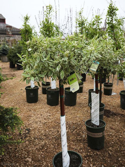 A tree in a pot with a tag on it is in a garden.