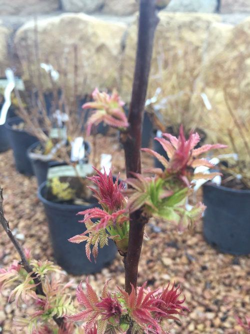 A close up of a plant with red flowers in a pot.