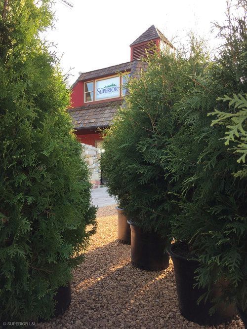 A row of potted trees are lined up in front of a building.
