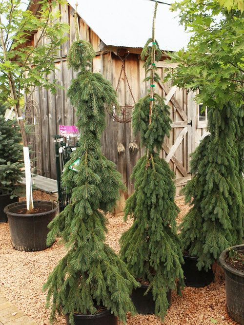 A group of trees in pots are sitting in front of a wooden building.