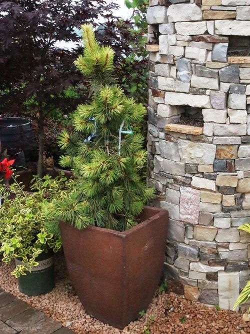 A large potted plant is sitting in front of a stone wall.
