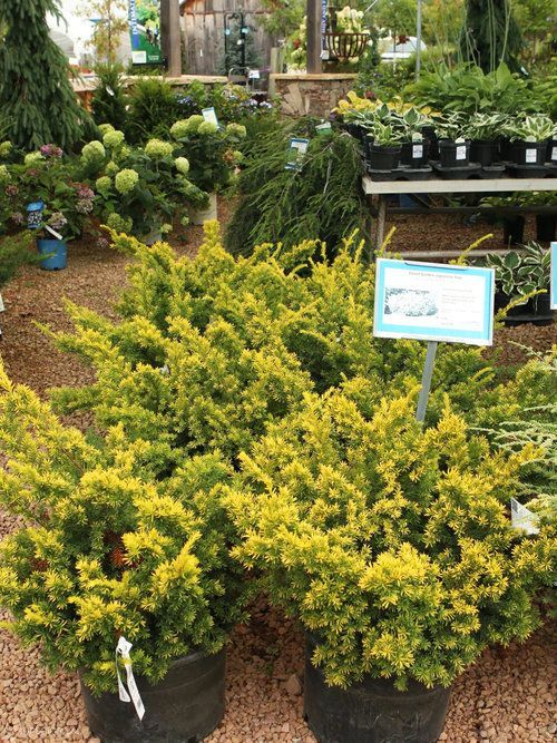 A bunch of potted plants with yellow leaves