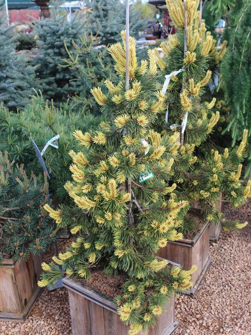 A row of potted plants with yellow flowers are sitting on top of gravel.