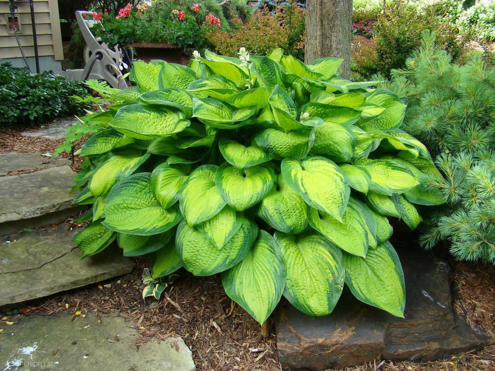 A plant with large green leaves is growing in a garden.