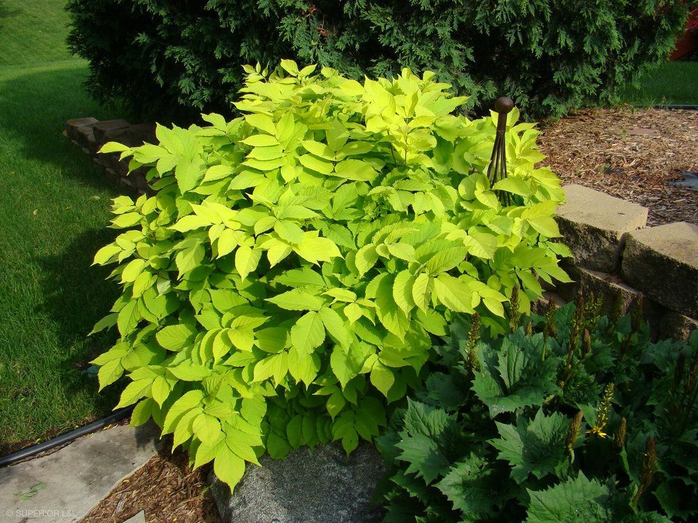 A plant with yellow leaves is growing in a garden