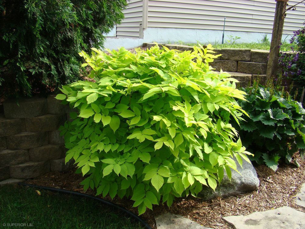 A bush with yellow leaves is in a garden next to a stone wall