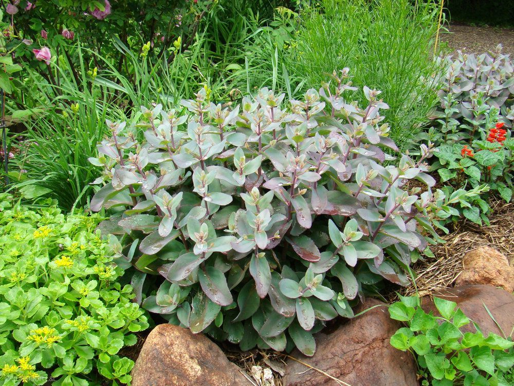 A bush with purple leaves is surrounded by other plants and rocks in a garden.
