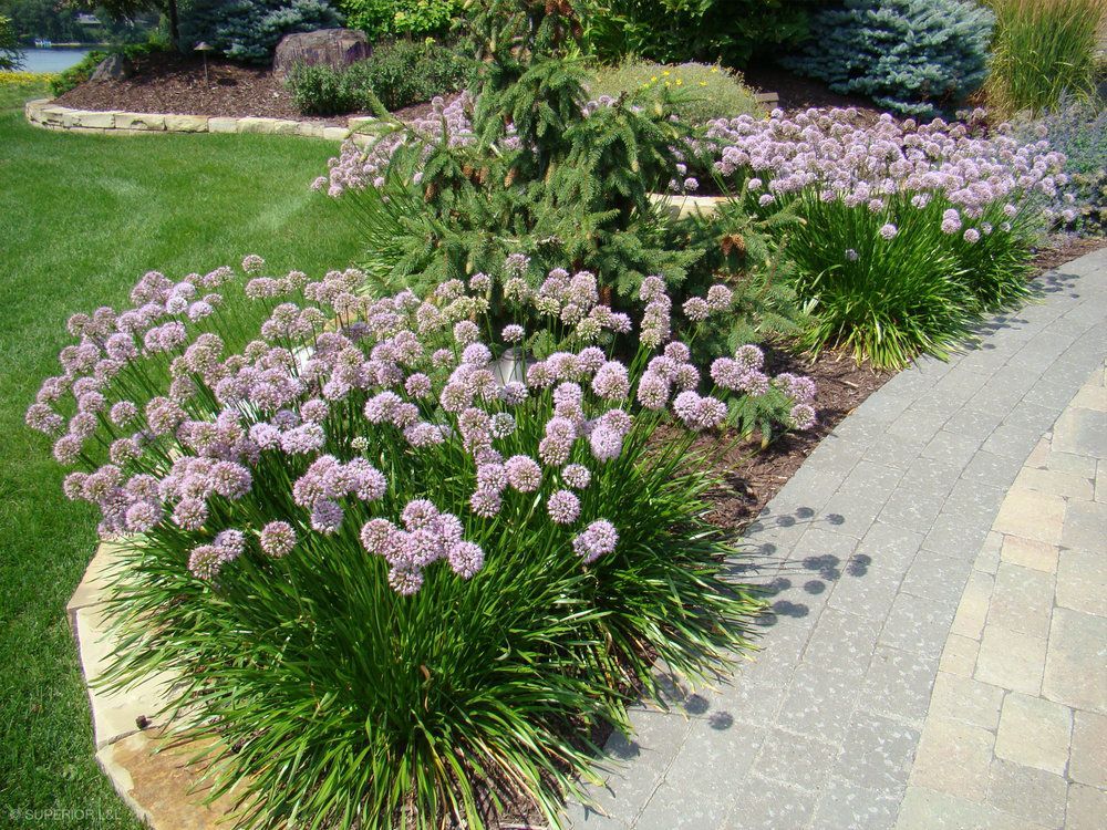 A garden with purple flowers and a brick walkway