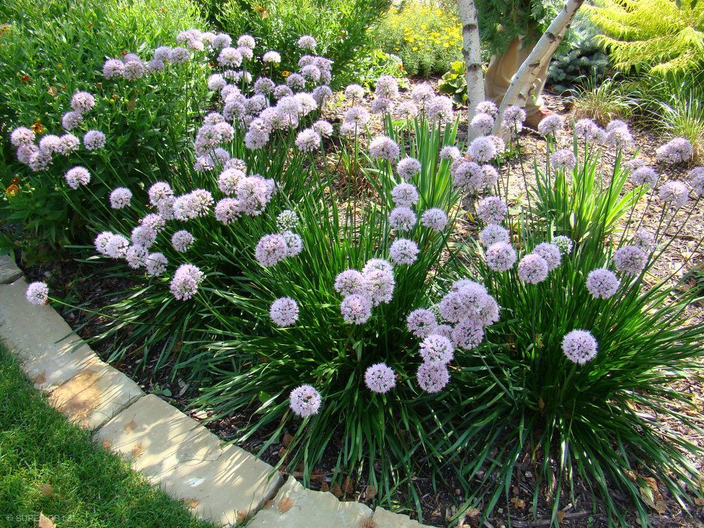 A bunch of purple flowers are growing in a garden