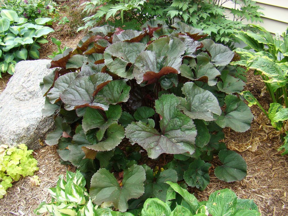 A plant with large green leaves is growing in a garden next to a rock.