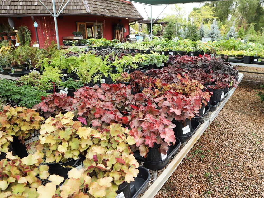 A bunch of potted plants are sitting on a table in a garden.