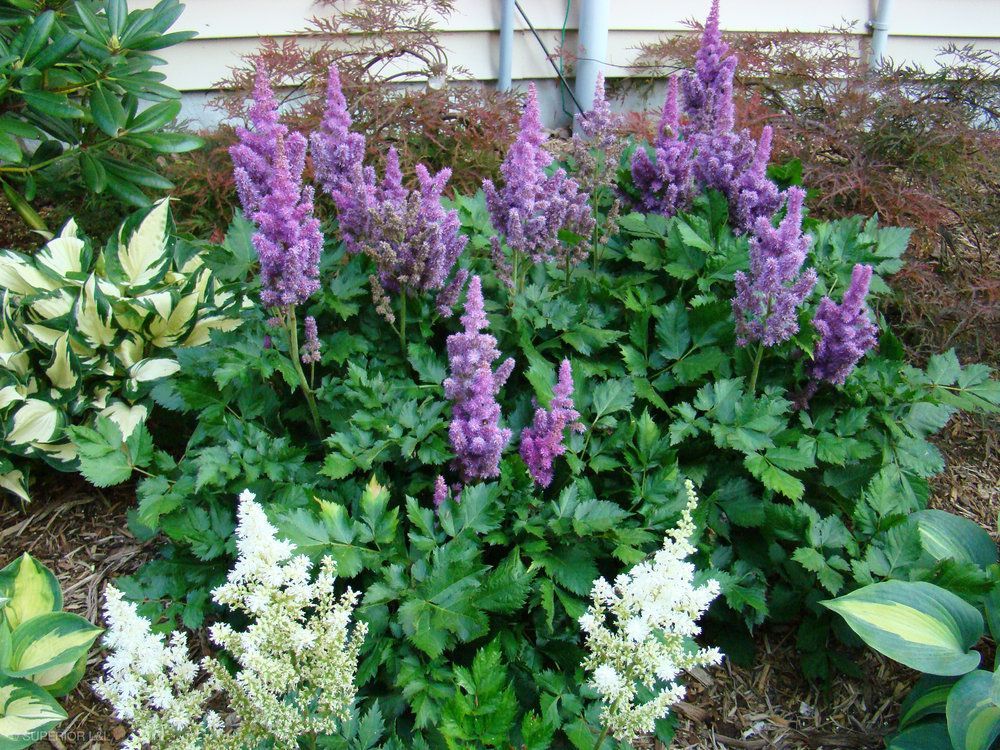 A garden with purple and white flowers and green leaves