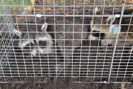 two raccoons are sitting in a wire cage .