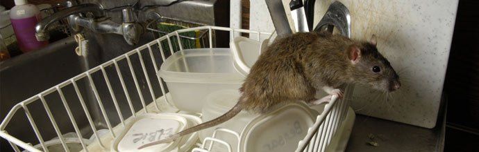 Rat on dishes