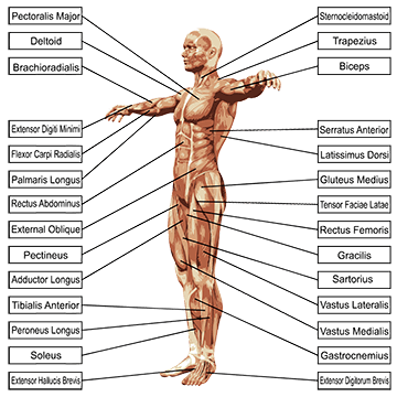 muscle-map