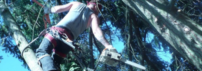 Man cutting trees