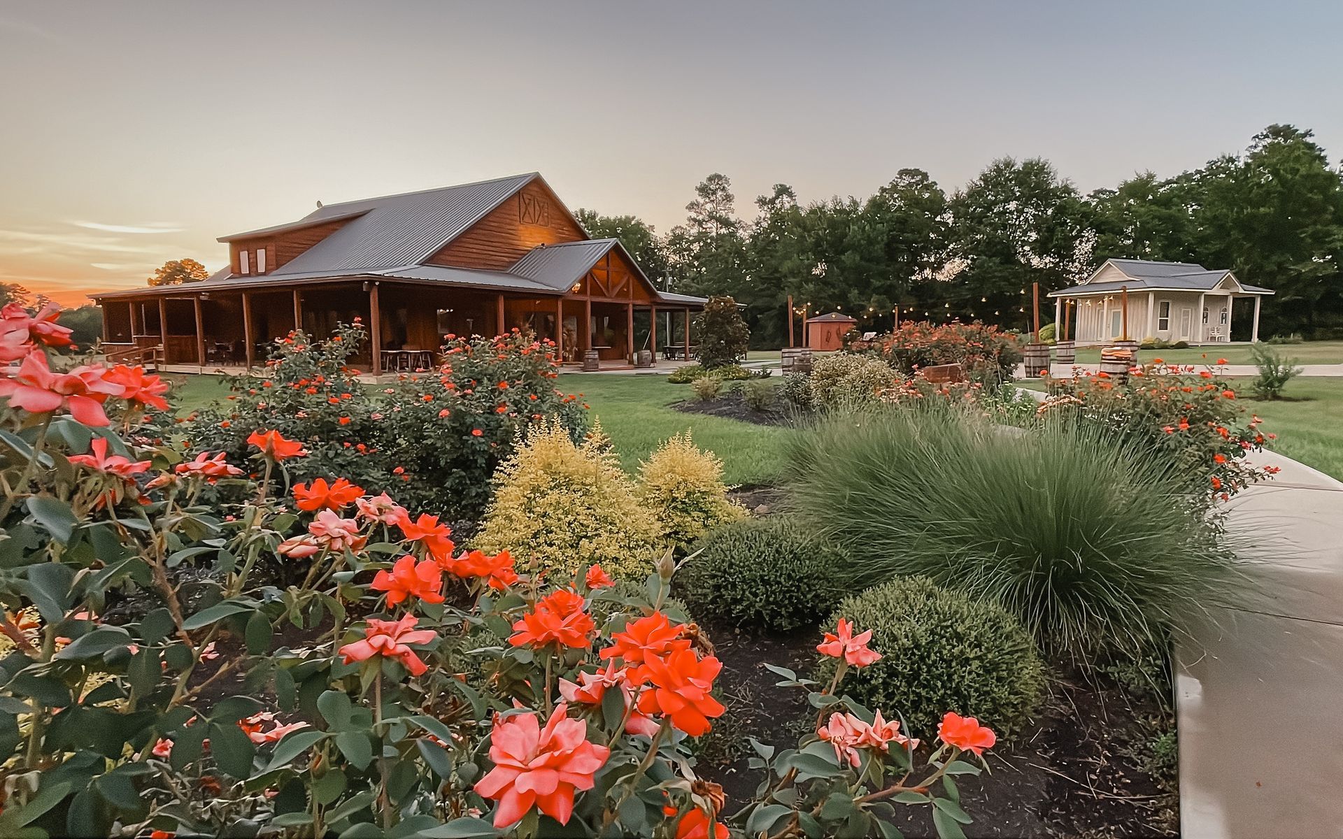 Rustic house and garden at sunset with bright orange flowers and green shrubs
