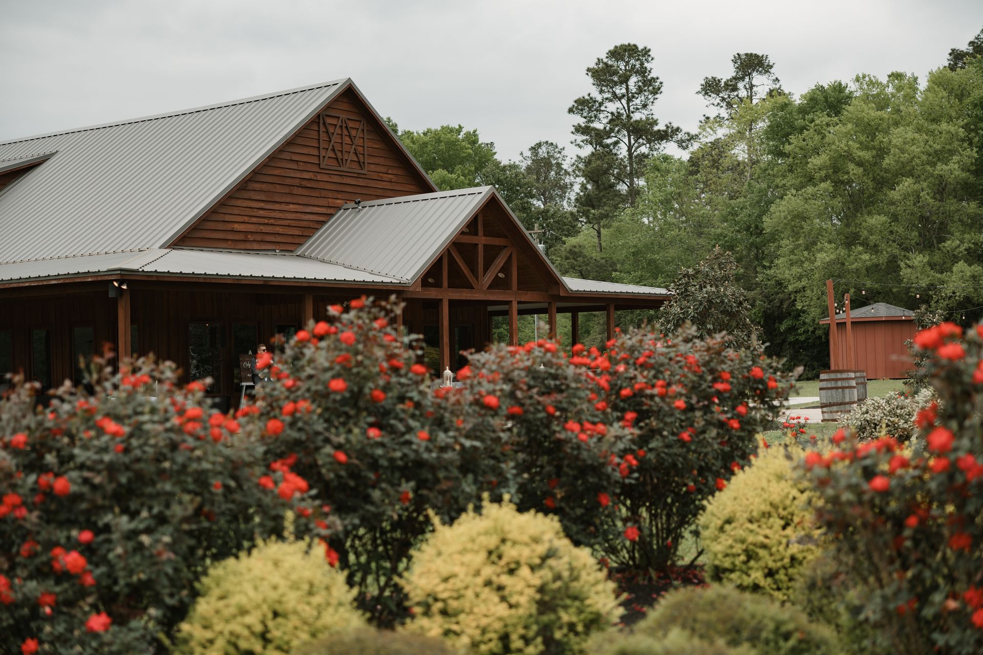 Rustic cabin with a metal roof behind blooming red and yellow shrubs in a green garden