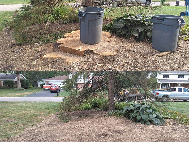 TC Stump Removal