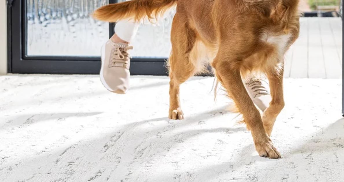 A dog is walking on a white carpet.