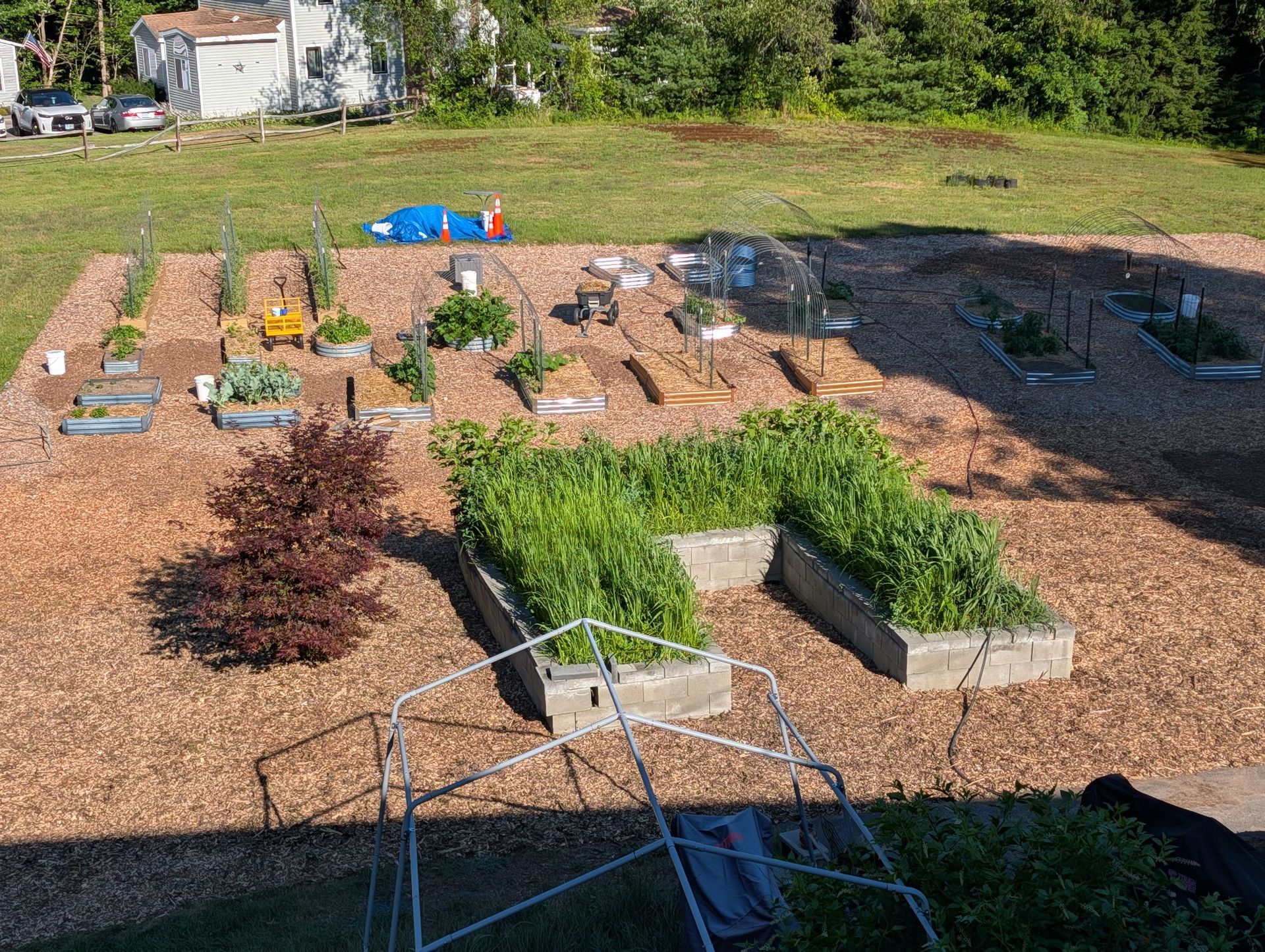 Raised garden beds in a sunny yard, with mulch paths and a blue tarp in the background