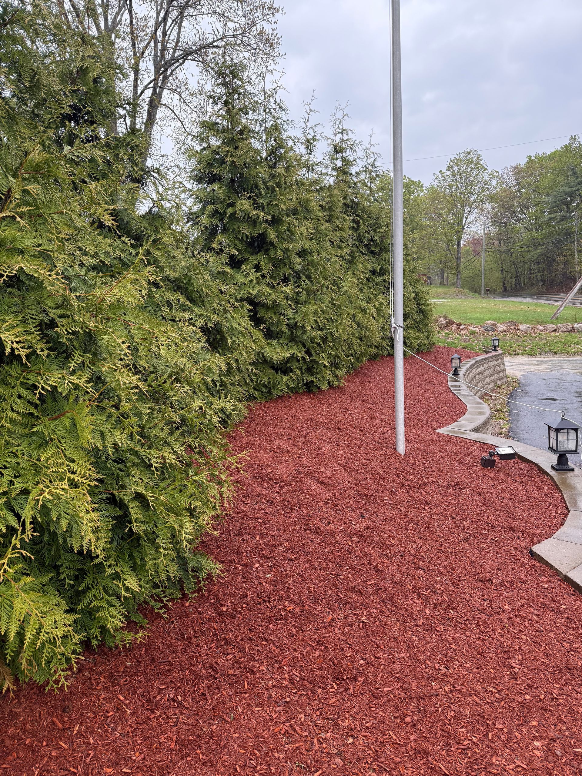 Red mulch border beside dense evergreen shrubs, with a paved walkway and lamppost in a landscaped yard.