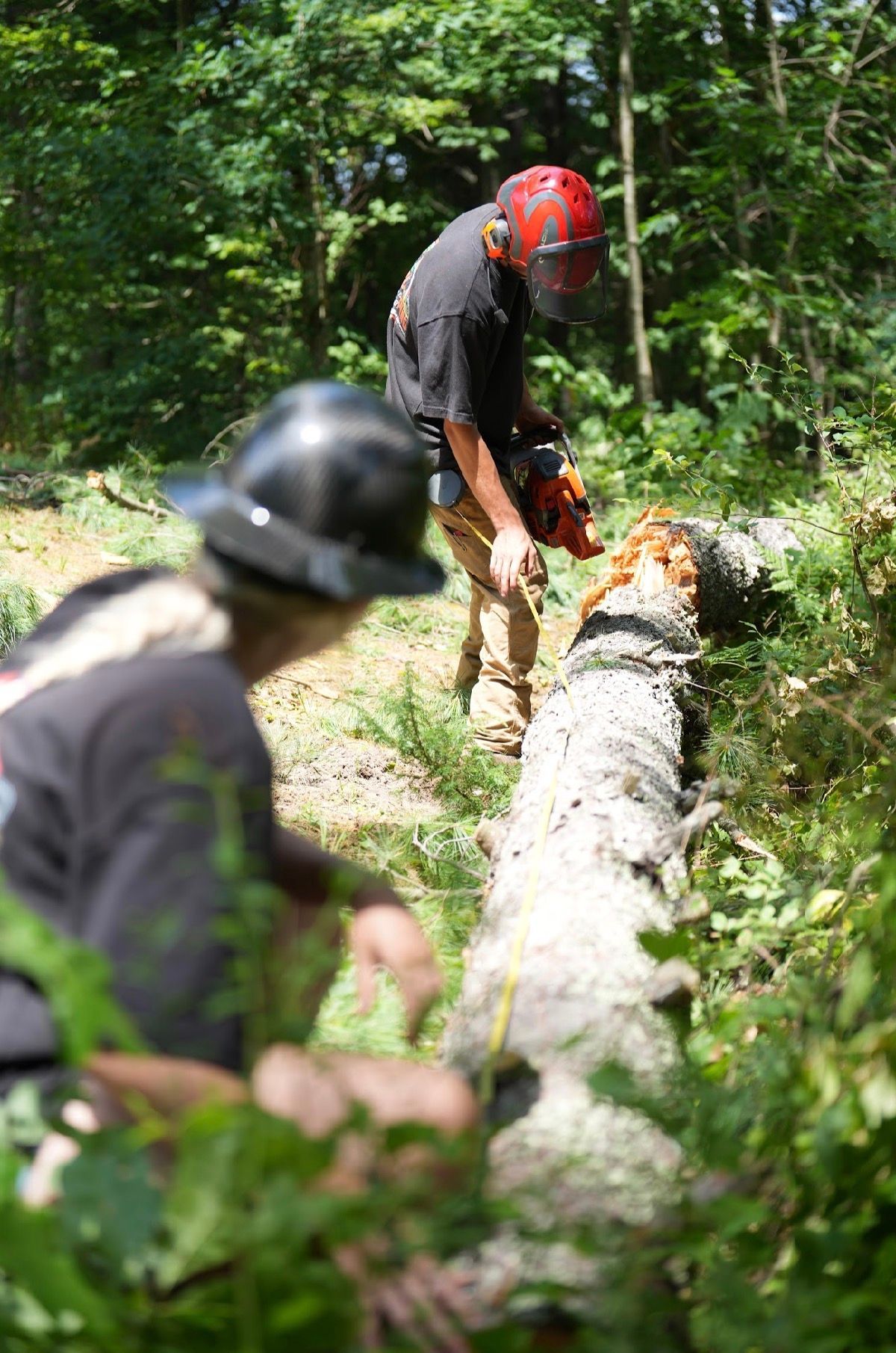 Two workers in helmets cutting a fallen tree in a wooded area