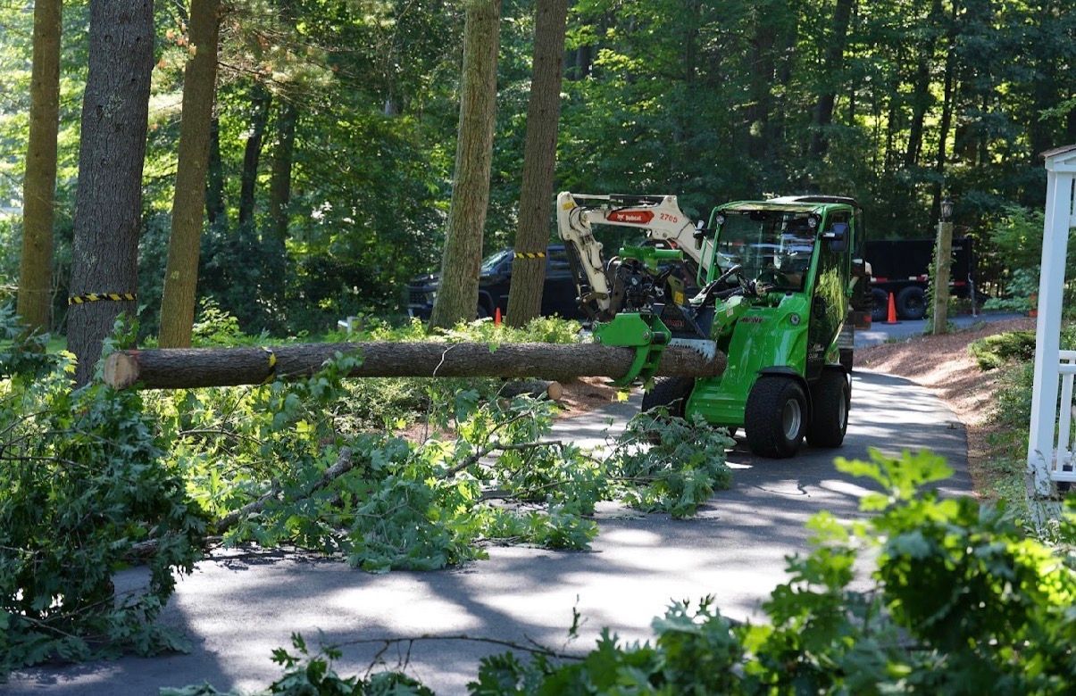 Green tractor clearing a fallen tree from a wooded road