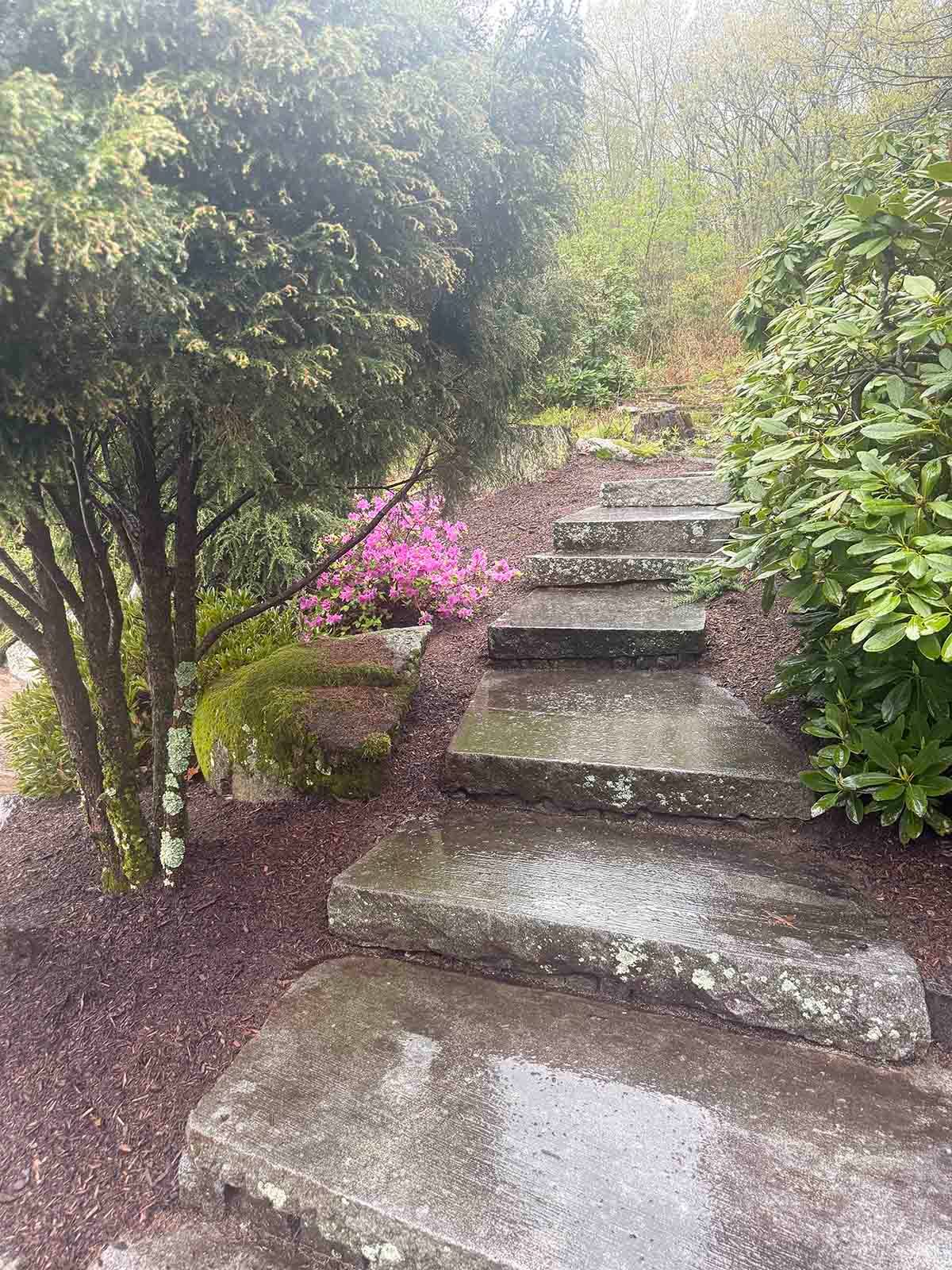 Wet stone steps in a lush garden with pink flowers and greenery on both sides
