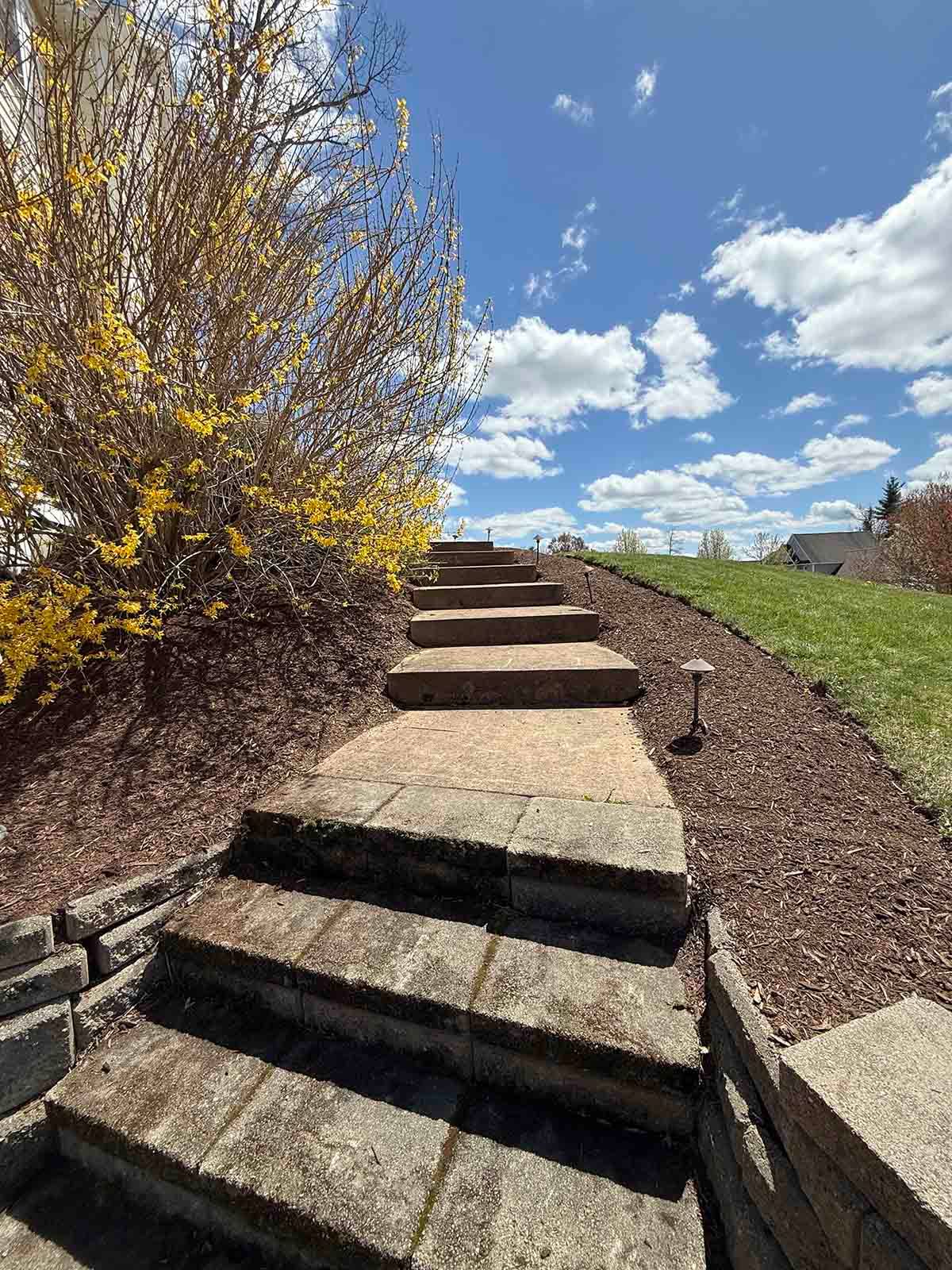 Concrete garden steps between a yellow-flowering shrub and grassy hillside under a blue, cloudy sky