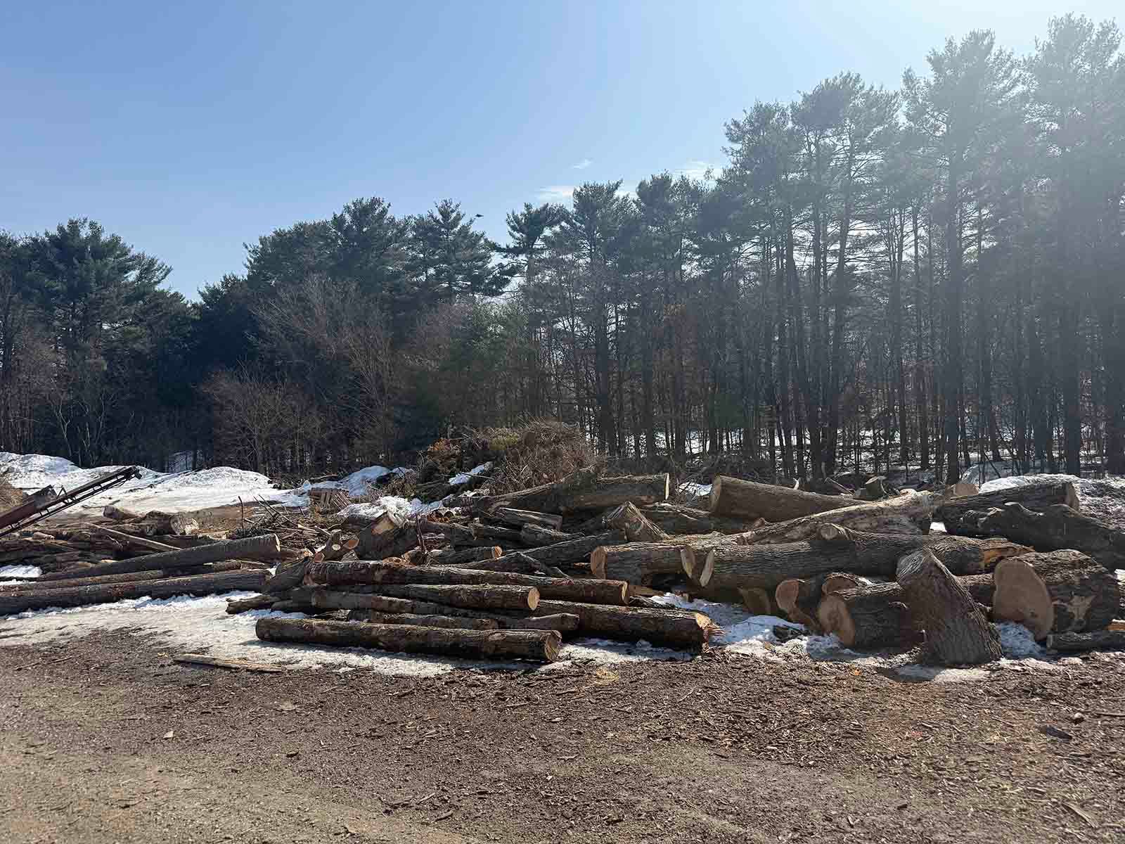 Logged logs and cut timber piled beside a snowy forest under bright sunlight