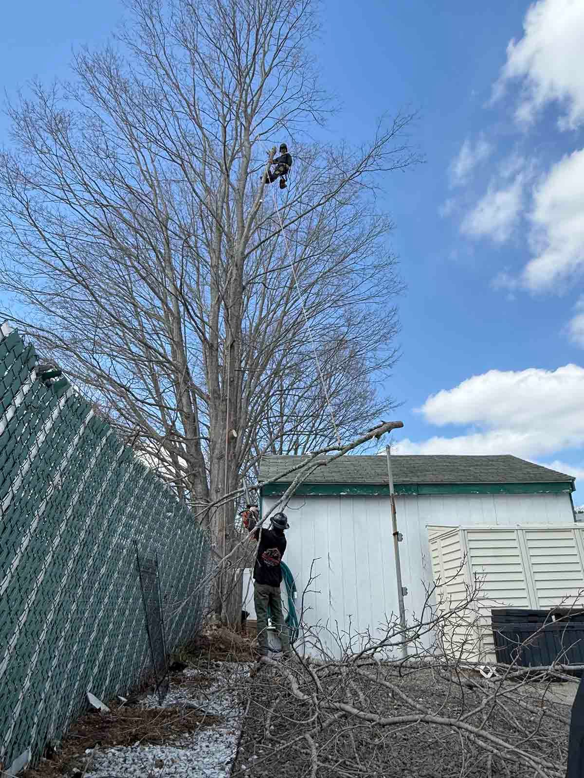 Person standing by a tall leafless tree beside a fence and white shed under a blue sky