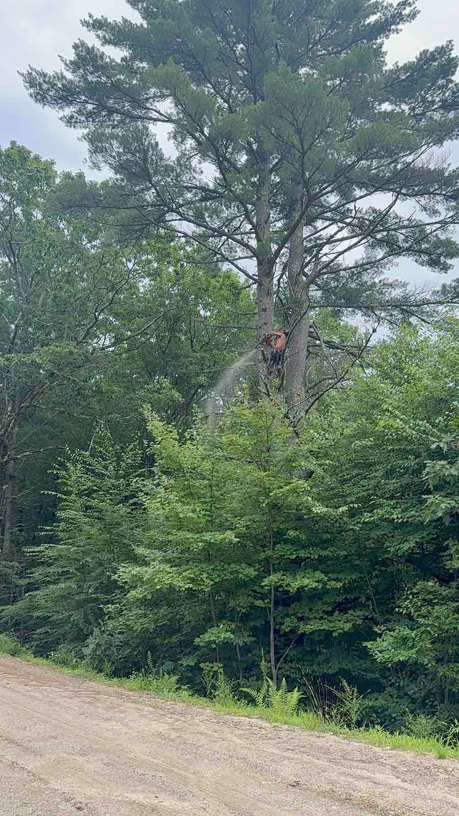 Person in a tree beside a dirt road in a wooded area
