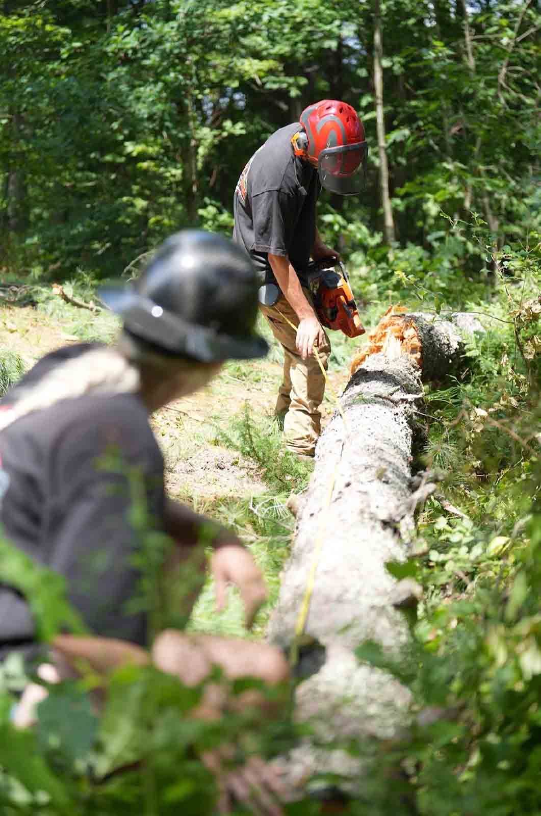 Two workers in helmets cutting a fallen tree in a wooded area