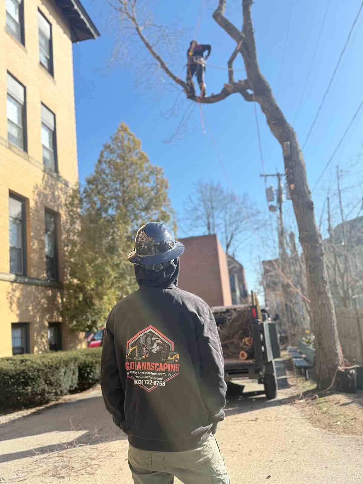 Worker in a bucket lift trims a tree beside a building on a sunny day.