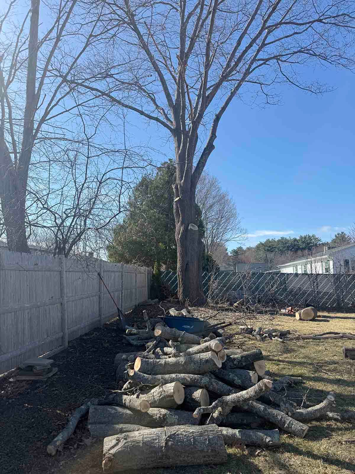 Stacked cut logs beside a fence under leafless trees on a sunny day.