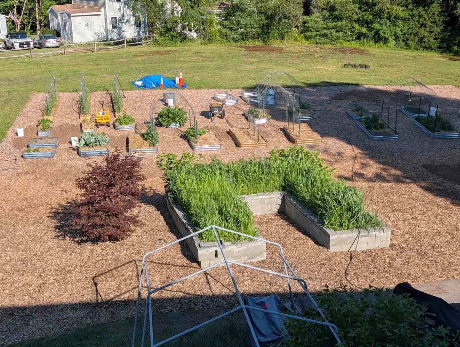 Raised garden beds in a sunny yard with small plants, mulch, and a hose in the foreground