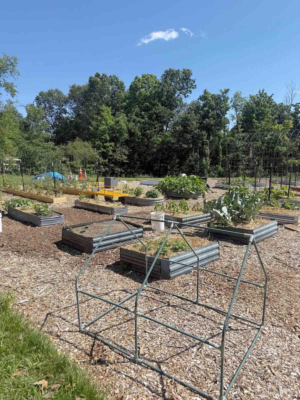 Community garden with raised metal beds, gravel paths, and trees under a clear blue sky