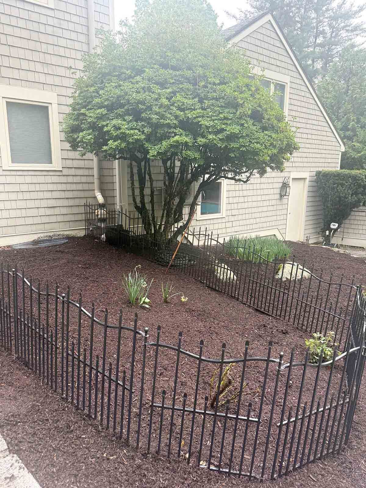 Small landscaped front yard with black metal fence, shrubs, and a tree beside a white house.