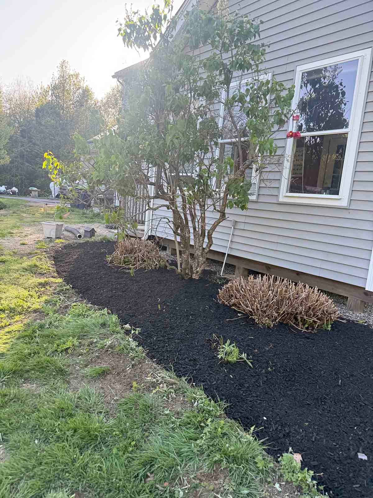 House side yard with fresh black mulch, shrubs, and a small tree beside a window
