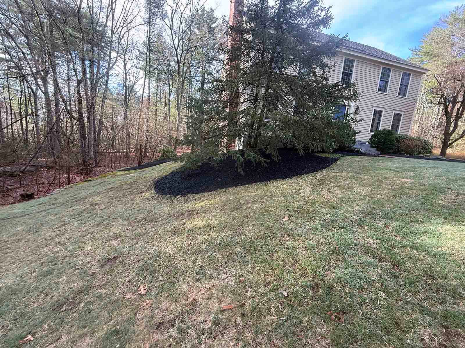 Grassy sloped yard with a large evergreen tree and a beige house in the background