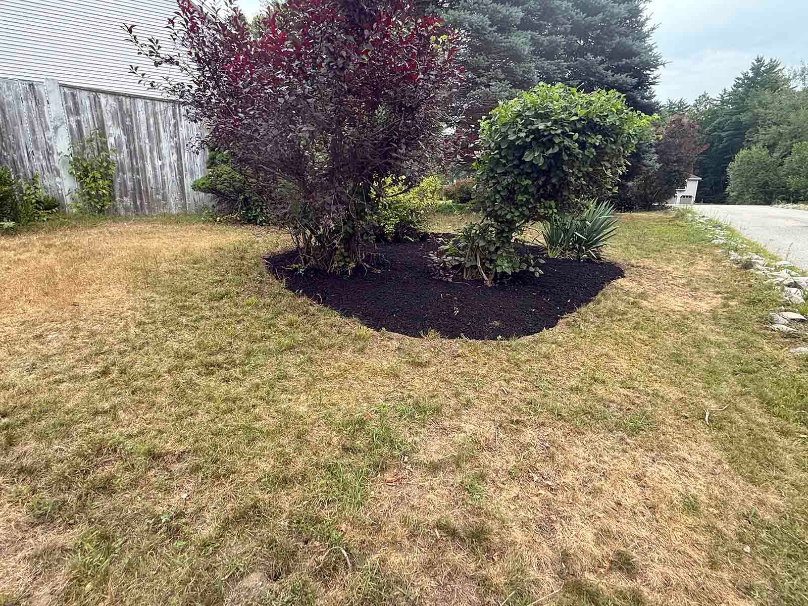 Front yard with two shrubs in a mulched bed beside a sidewalk and driveway