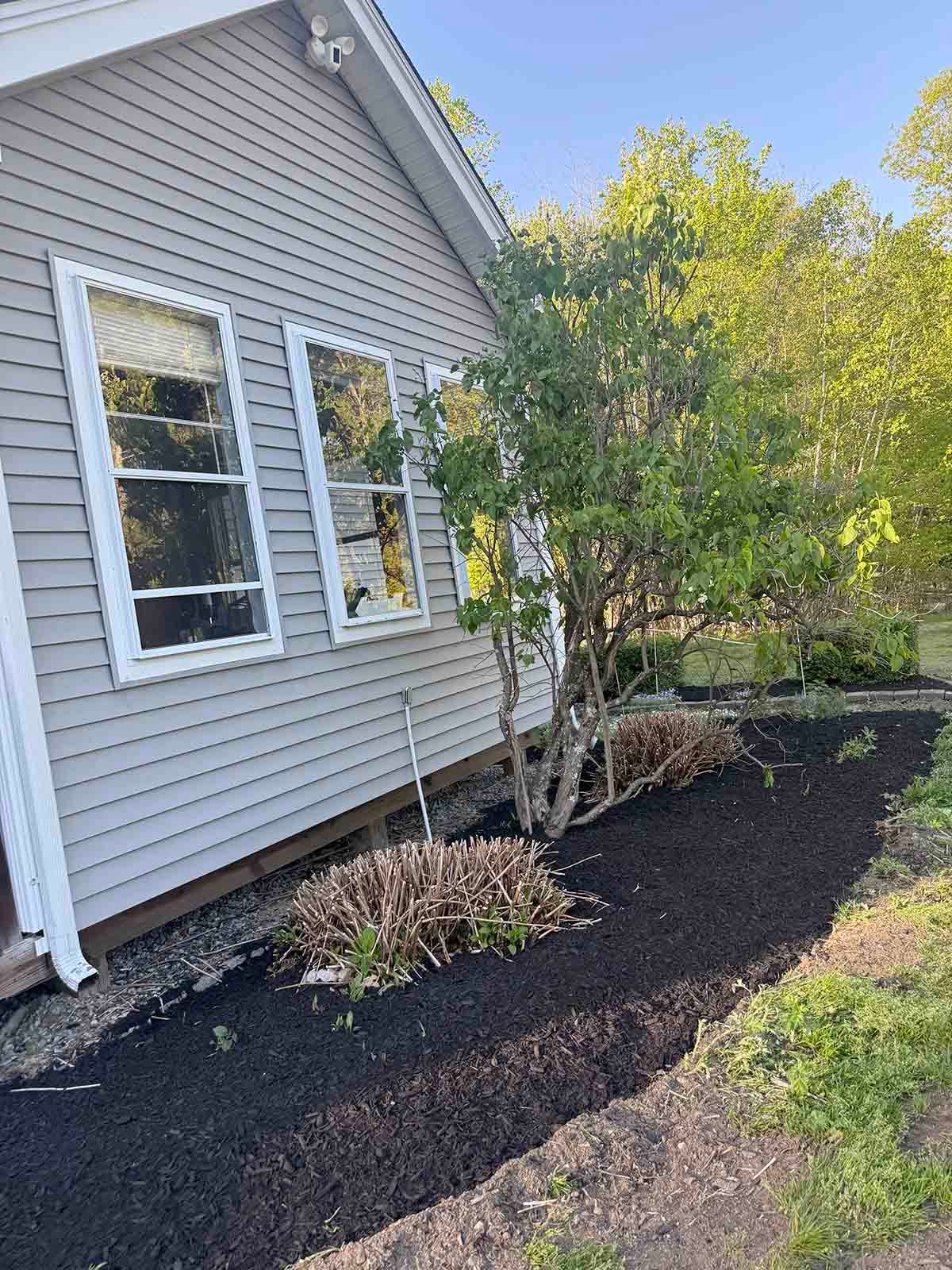 Side of a house with white siding, two windows, and a mulched garden bed with shrubs and a tree