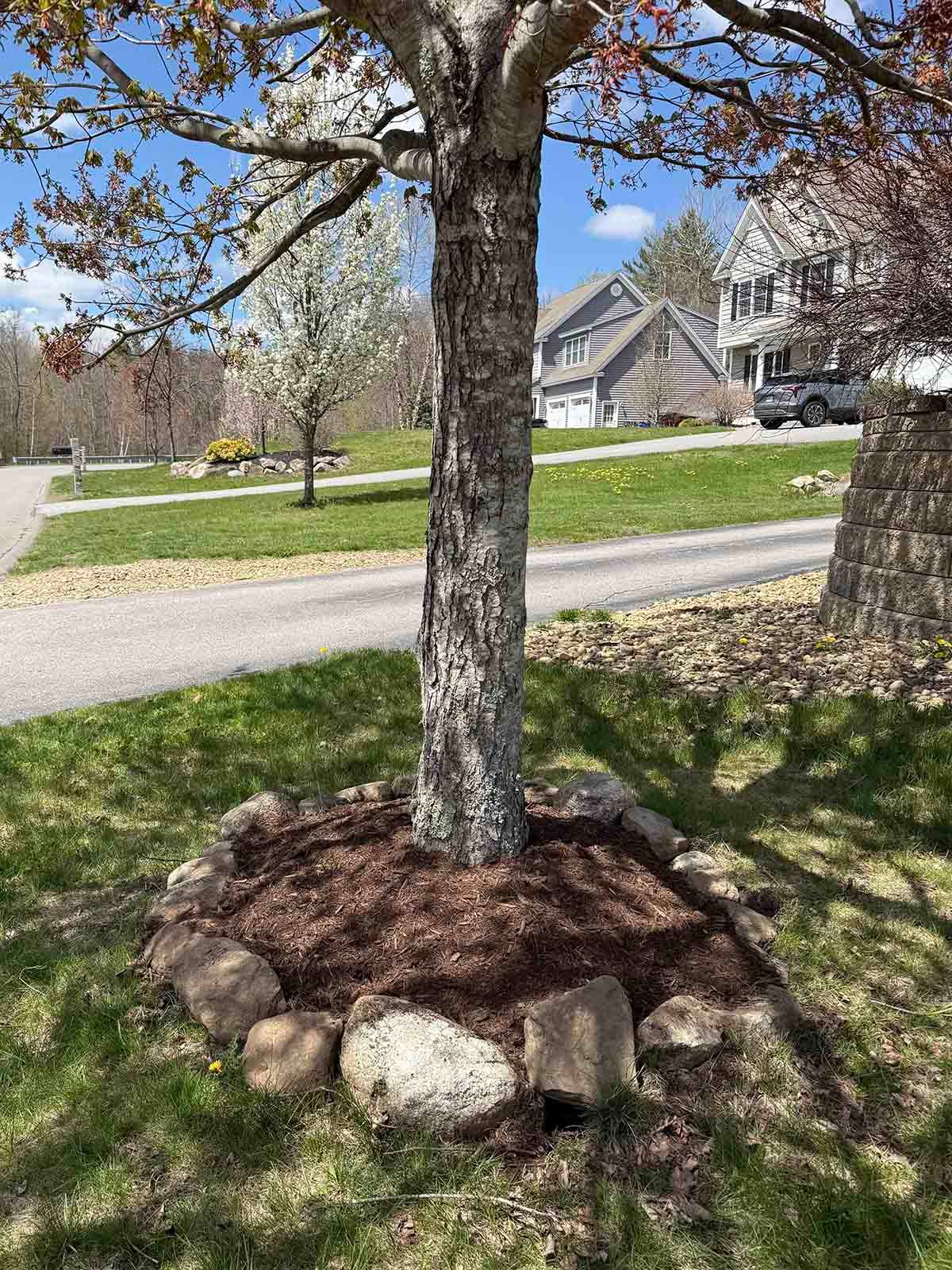 Front yard tree with mulch ring and rocks beside a suburban street, with houses and spring foliage in back.