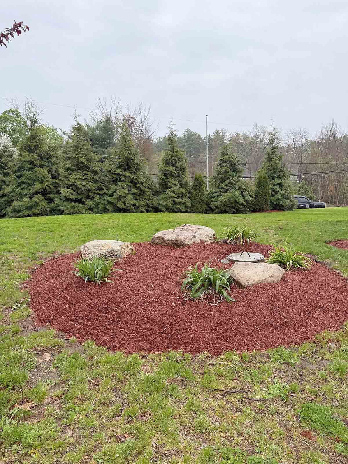 Mulch bed with large rocks and small plants in a grassy yard, with evergreen trees in the background