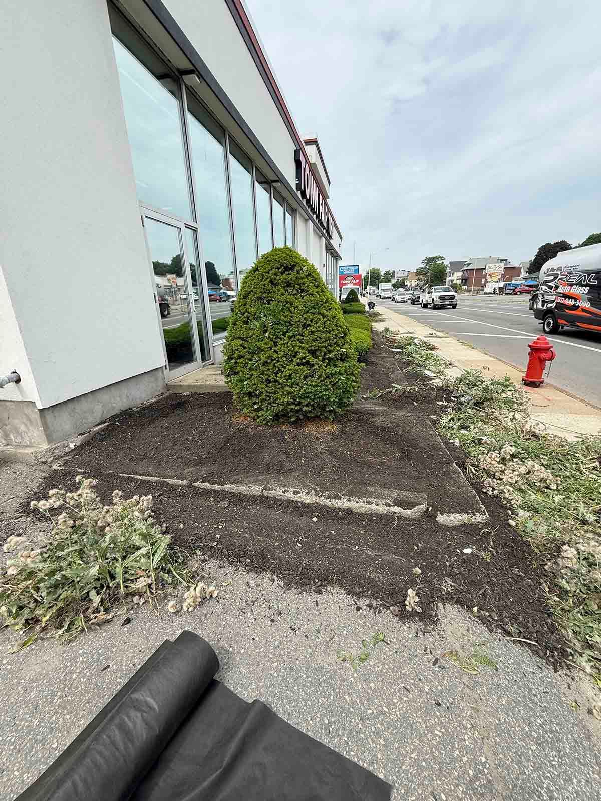 Sidewalk landscaping beside a storefront, with a trimmed bush, gravel, and a red fire hydrant near parked cars.