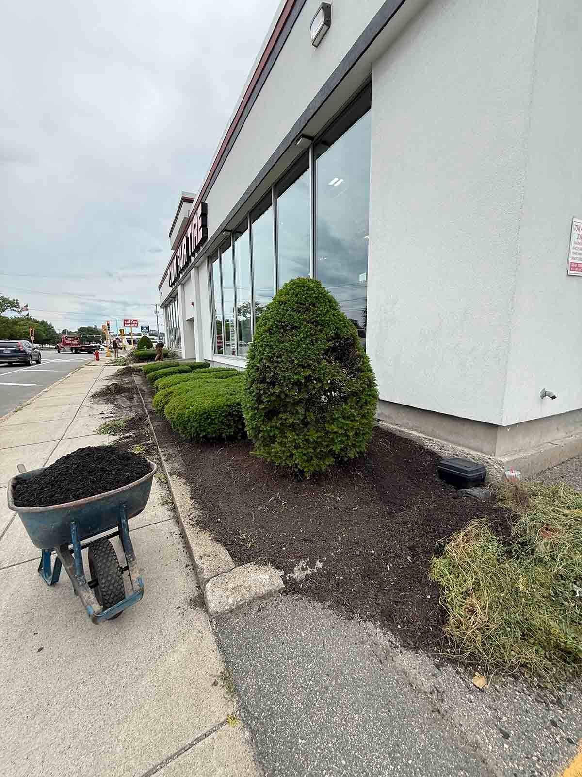 Storefront with trimmed shrubs along a sidewalk, and a wheelbarrow of soil in the foreground