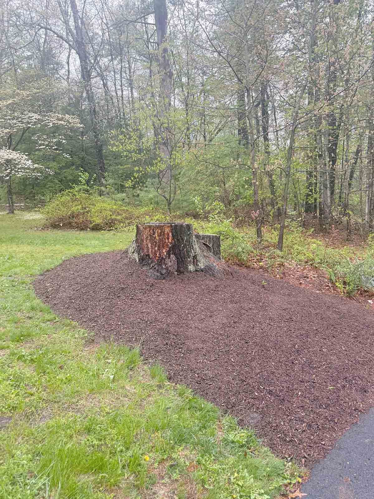 Tree stump in a mulched garden bed beside a grassy yard and wooded area.