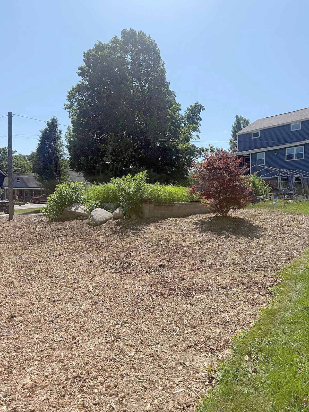 Landscaped yard with mulch, shrubs, a large tree, and a house under a clear blue sky.
